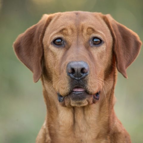 Female Pointing Labs - Breeding for Puppies